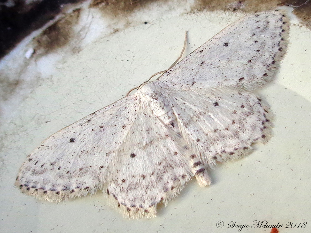 Geometridae: Idea seriata